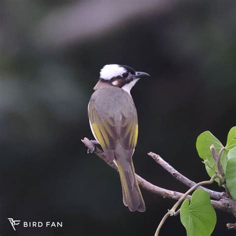 鳥種類|野鳥図鑑 – BIRD FAN （日本野鳥の会）